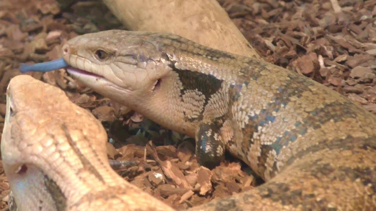 ヒガシアオジタトカゲ Eastern Blue-Tongued Skink：台北市立動物園