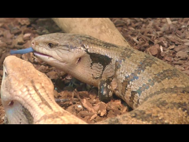ヒガシアオジタトカゲ Eastern Blue-Tongued Skink：台北市立動物園