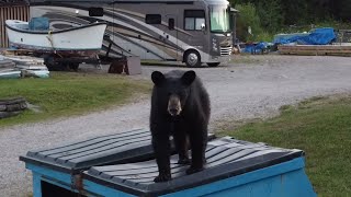 Close Up Black Bear Climbing, Pooping and Standing on Hind Legs while People Watching! by AmaNature Video 621 views 4 months ago 3 minutes, 23 seconds