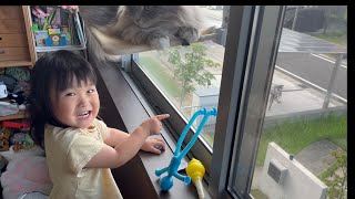 妹と一緒にお姉ちゃんを見送るネコ サイベリアン