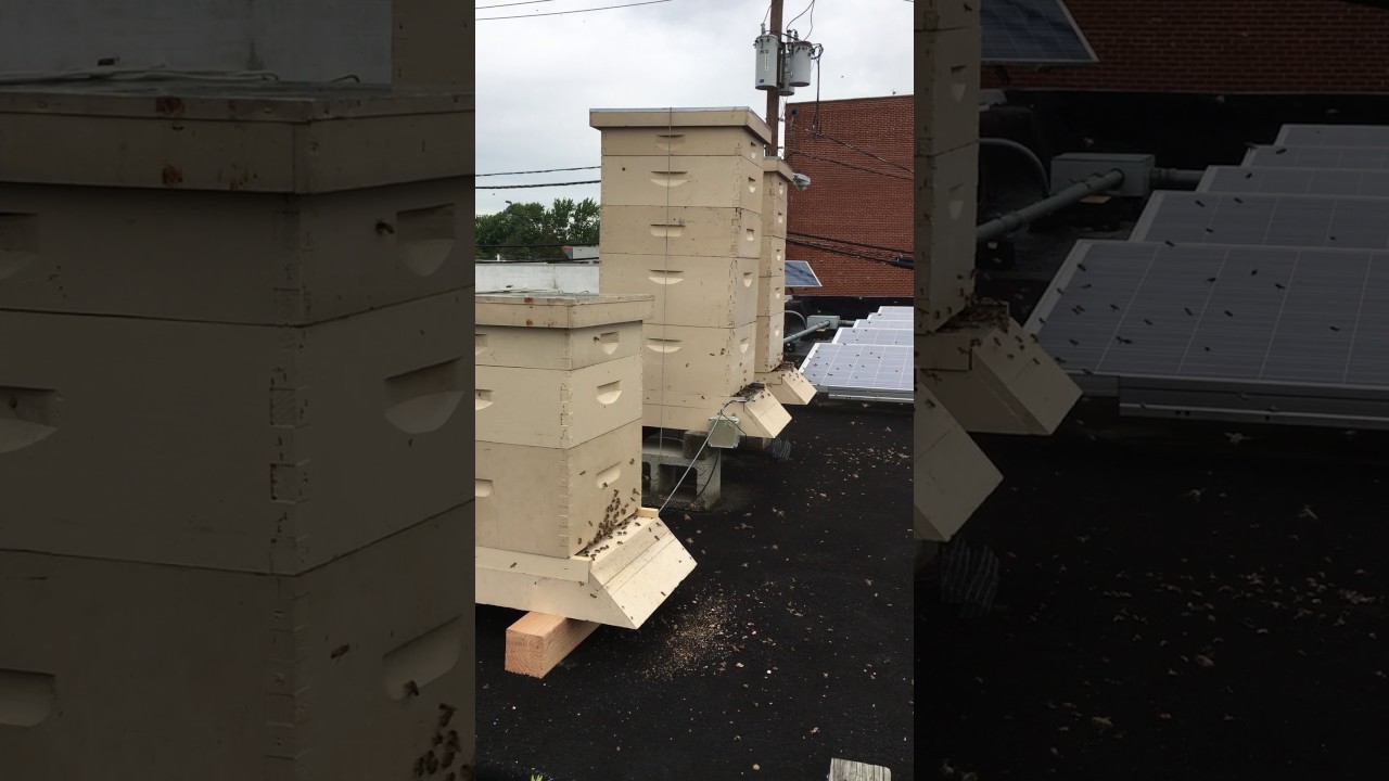 Bee Hive, Rooftop view