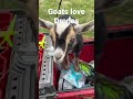 Goats love drones #droneracing #droneracingleague #babygoat