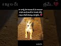 na#vallu#parents #ki..
