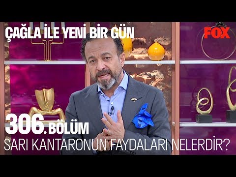 Sarı Kantaronun faydaları nelerdir? Çağla ile Yeni Bir Gün 306. Bölüm