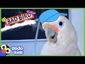 Bad Bird Pecks His Mom and Breaks Into Fridge! | Bad Boys and Girls | Dodo Kids