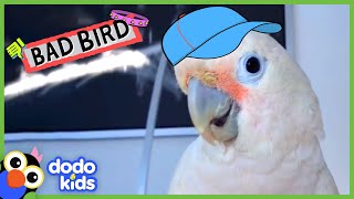 Bad Bird Pecks His Mom and Breaks Into Fridge! | Bad Boys and Girls | Dodo Kids