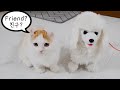 Introducing New Puppy Friend to my Kittens!│Munchkin makes friends