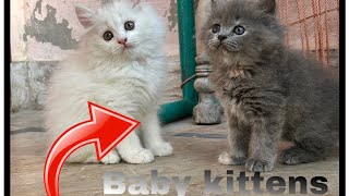 New baby kitten ly ay|||New pets|||JUTT BHAI VLOGS