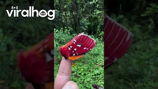 A Very Colorful Moth || ViralHog