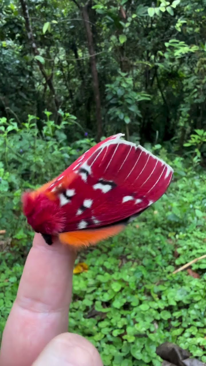 A Very Colorful Moth || ViralHog