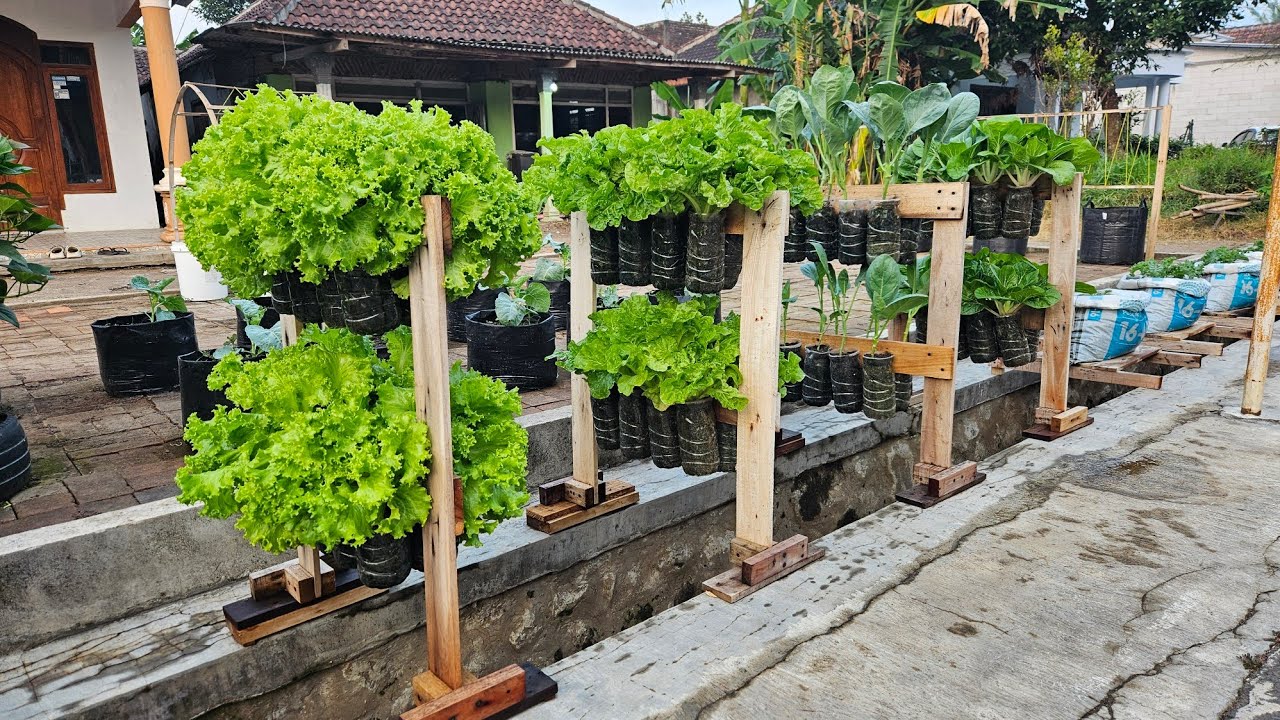 Memanfaat kan botol bekas untuk menanam 4 jenis sayuran diatas selokan dari benih sampai panen 