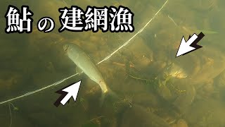 鮎の建網（刺網）漁もバリ面白いです！ - YouTube