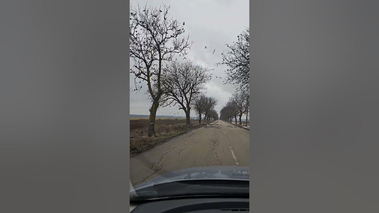 Голямо ято птици! - YouTube