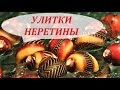 Улитки Неретины в аквариуме. Содержание, размножение. Неретина рогатая, зебра.