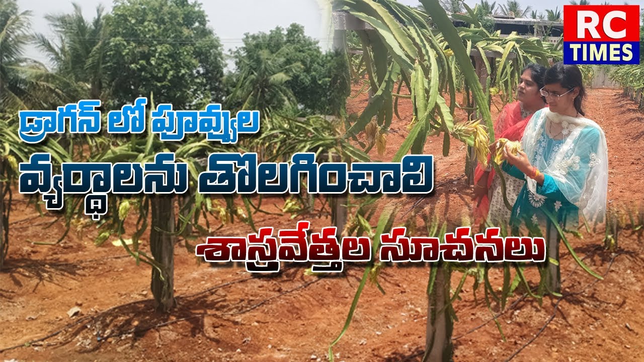 డ్రాగన్ లో పువ్వుల వ్యర్థాలను తొలగించాలి౹౹