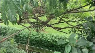 新加坡🇸🇬的雨树