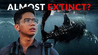 How Booming Tourism is Changing the Whale Sharks | Black or White Documentary Philippines screenshot 4