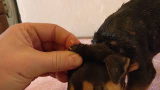 Remove mangoworms from dog - Remove mango worms from dog skin Удалите манговых червей с кожи собаки