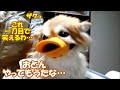 いつも何かが起こる毛のカット&オトン渾身のくるーんにコタ完敗…ちっこいライバルも現る!