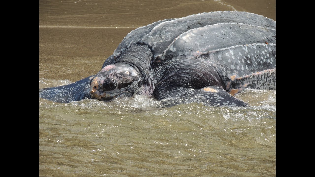  Leatherback turtle returns to the sea