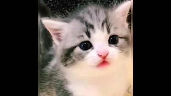 Watch the video about Cat video | kitten | meow |crying |cat lovers | beautiful | #russian #cat @funnyplox @TeddyKittens