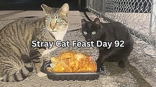 Stray Cat Feast Day 92 by SW 64 views 4 months ago 1 hour, 25 minutes