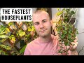 The Fastest Growing Houseplants