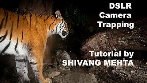 DSLR camera trapping tutorial #wildlifephotography #cameratrapping #photography