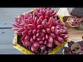 Sedeveria pink ruby