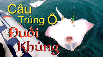 Bất ngờ câu trúng ổ cá Đuối khủng