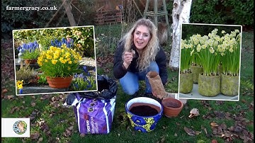 How to plant Daffodils (bulbs) in a pot or container - FarmerGracy.co.uk