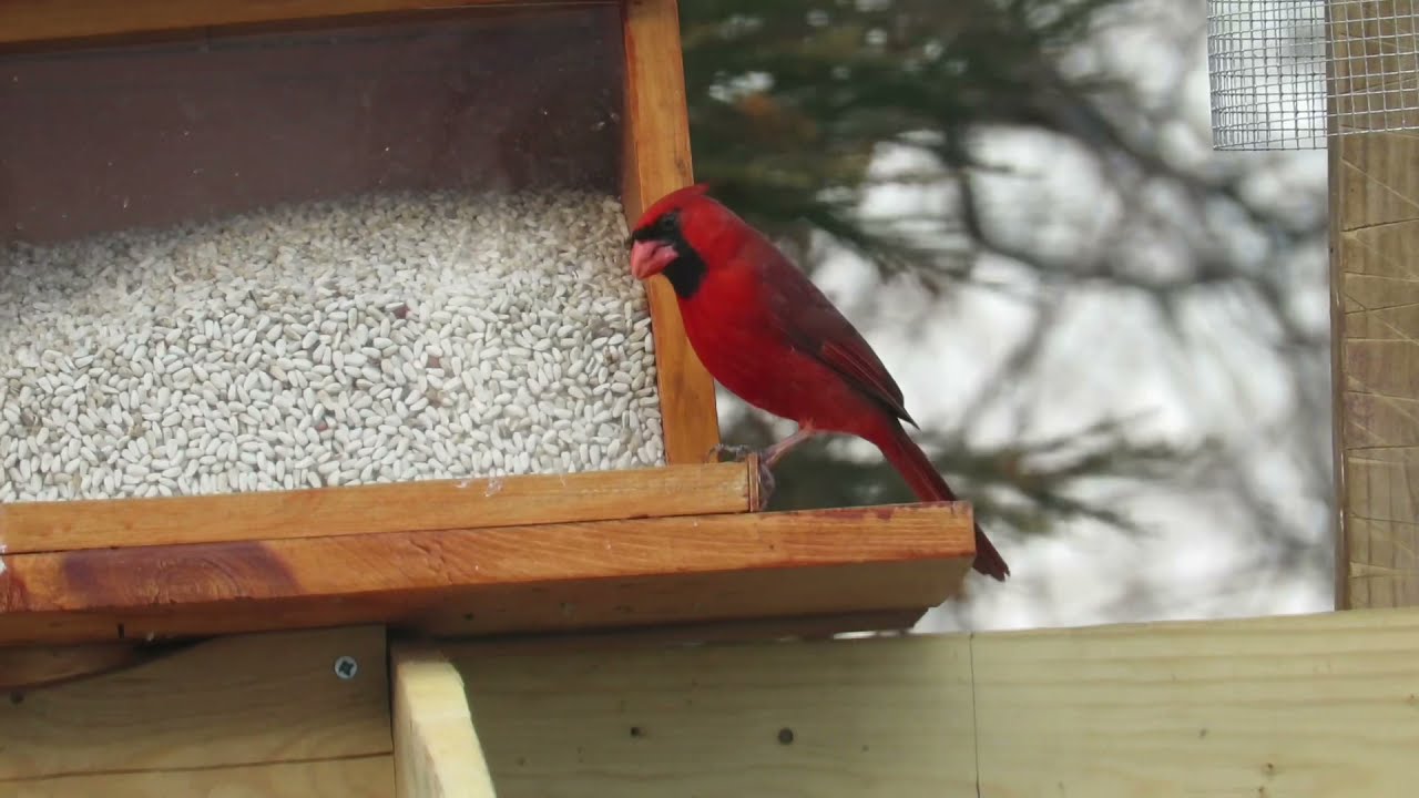 How to attract Northern Cardinals Basic Tips YouTube