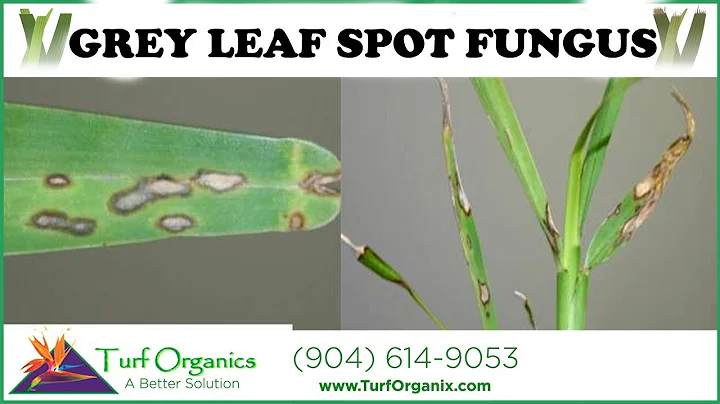 HOW TO TREAT AND IDENTIFY GREY LEAF SPOT FUNGUS