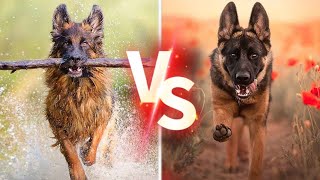 German Shepherd vs. Belgian Malinois: Clash of the Canine Titans - Decoding the Ultimate Winner! by Animella 1,030 views 6 months ago 4 minutes, 48 seconds