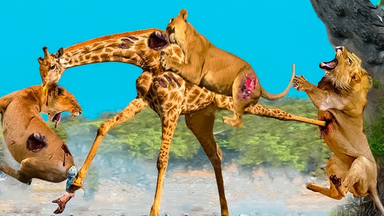 勇敢な母親キリンがお腹を空かせたライオンの群れと一人で戦い