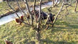 Rottweiler vs. chicken