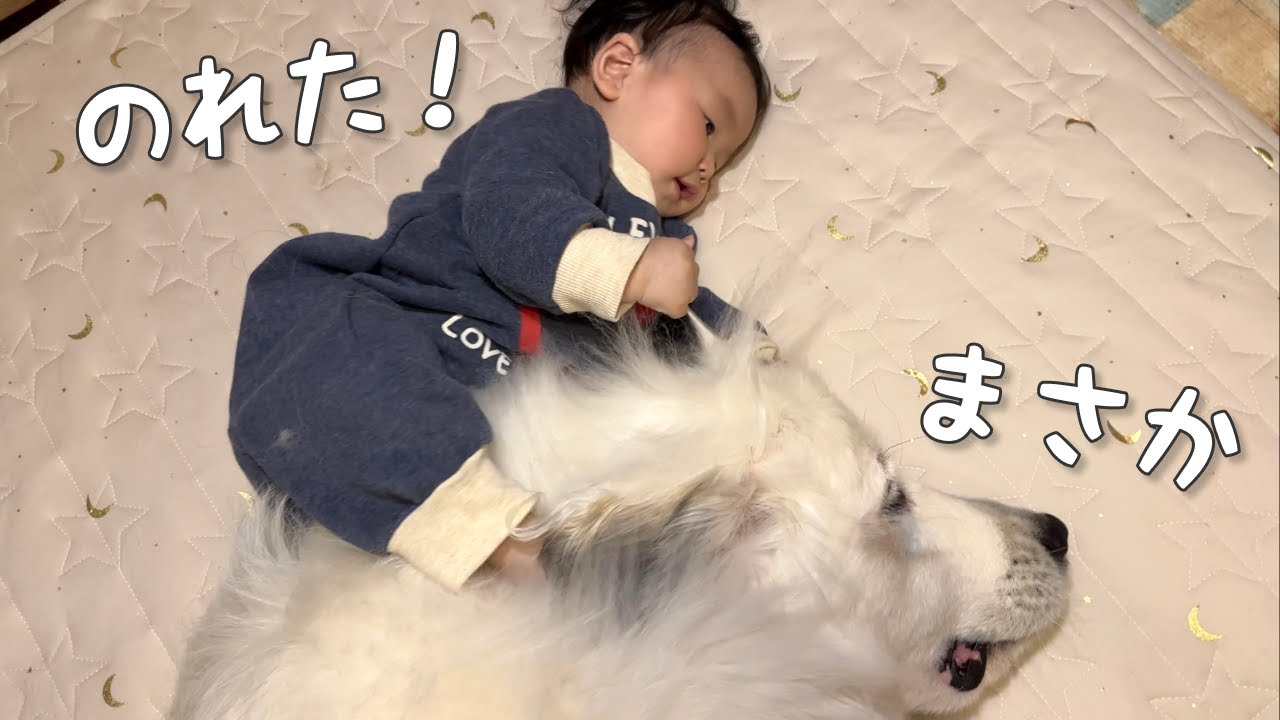 え！？】生後8ヶ月の妹がついに超大型犬の顔の上に乗っちゃいましたw