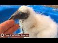 Raising a Baby Turkey Vulture | A New Experience for Martin