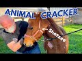 🐴 MINI HORSE with a TILTED HEAD meets the Animal Cracker!