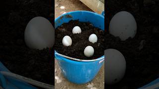 صنع فقاسة بيض بطريقة غريبة وعجيبة بكل سهولة في المنزل - simple inventions