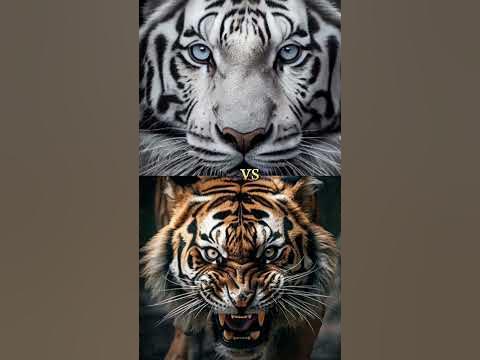 wite tiger vs Nile crocodile, tiger, cacuren shapart #youtubeshorts