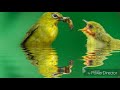 Terapi Pleci Macet Bunyi Dalam Detik Langsung Gacor Mp3 - Mp4 Download