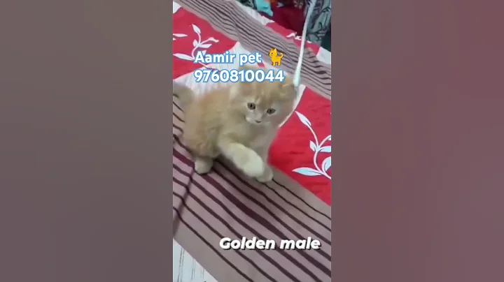 Watch the video about Good quality Persian kitten Kashipur#Kashipur good quality white kitten#Blue eyes kitten#minimum