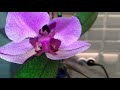 Orkde retmeken kolay yolugrowing orchids at home