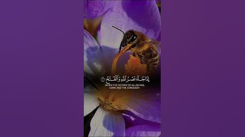 #سورة_الفتح #دقيقة_أجر #قران_كريم #قرآن #تلاوة_خاشعة #اكسبلور #صوت_جميل #الدعاء #صلوا_على_النبي