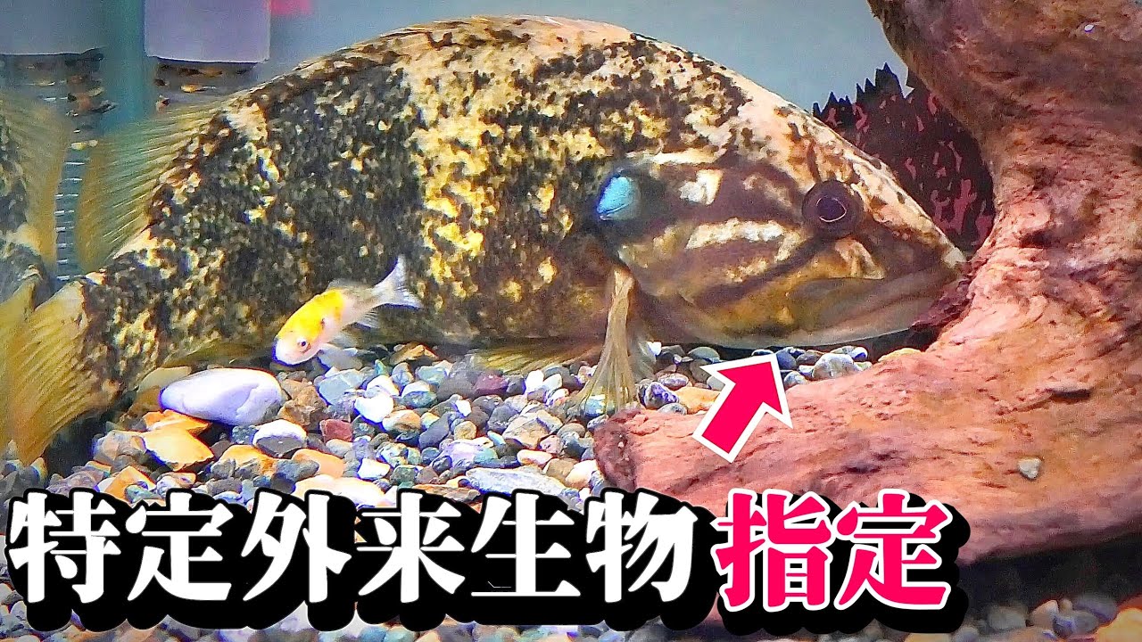 飼っていた魚が特定外来生物に指定されることに…【コウライオヤニラミ】