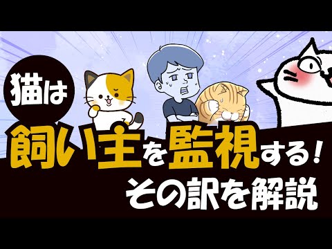 愛猫がなぜ飼い主を監視・じっと見ているのか?その理由は5つある! hqdefault
