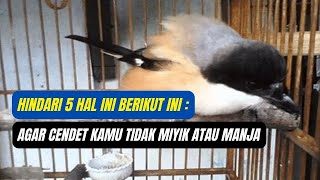 PENYEBAB BURUNG CENDET MIYIK DAN MANJA | 5 HAL INI YANG MEMBUAT CENDET MENJADI MIYIK ATAU MANJA