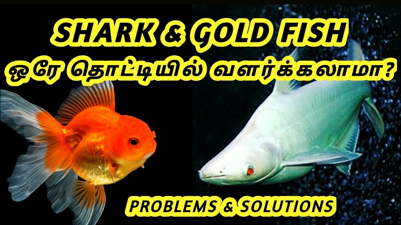 goldfish problems and solutions