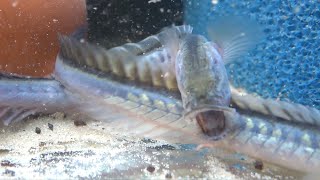 violet goby wikivisually
